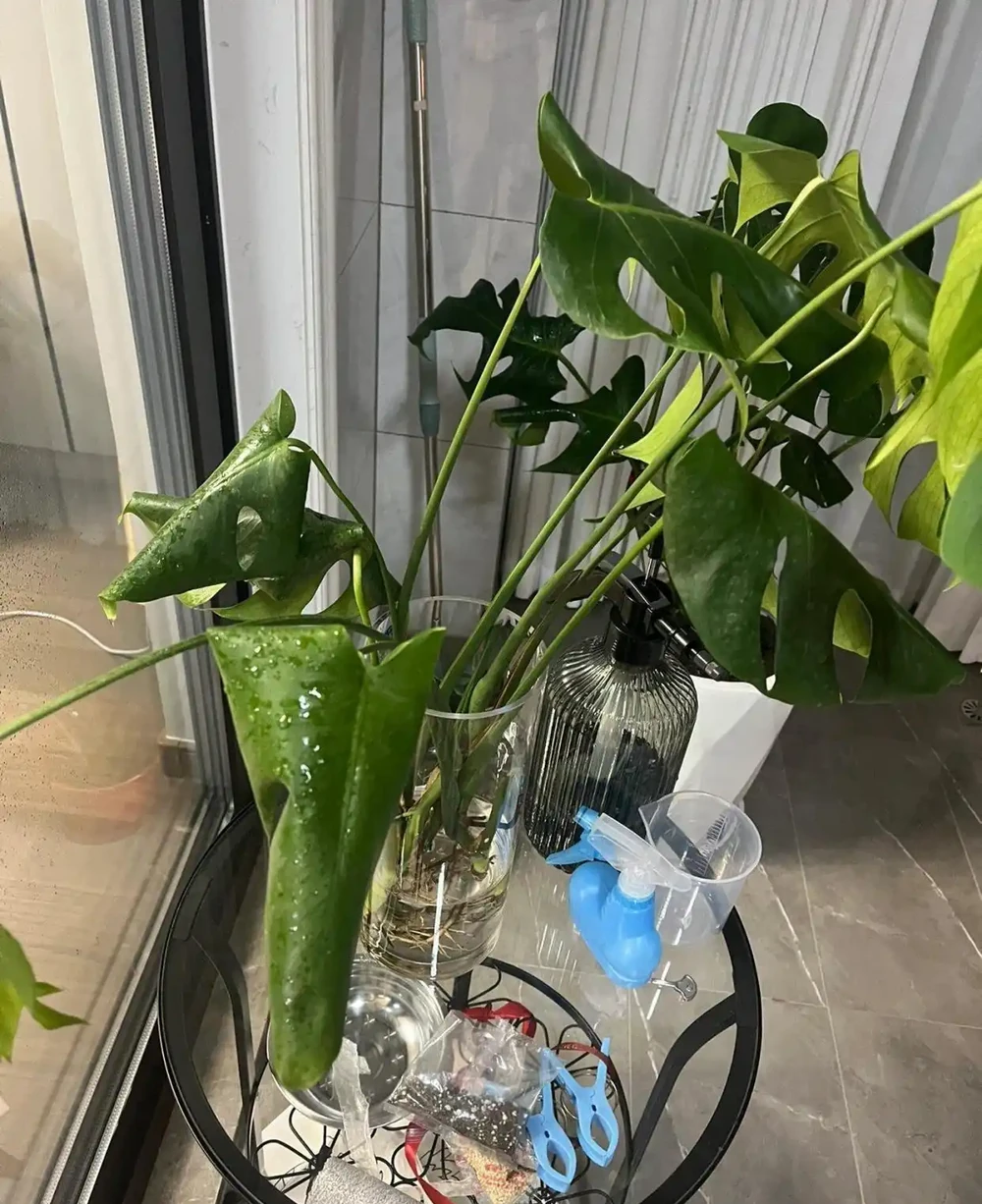 養死龜背芋的99%原因,竟然不是你以為的「澆水太少」!
