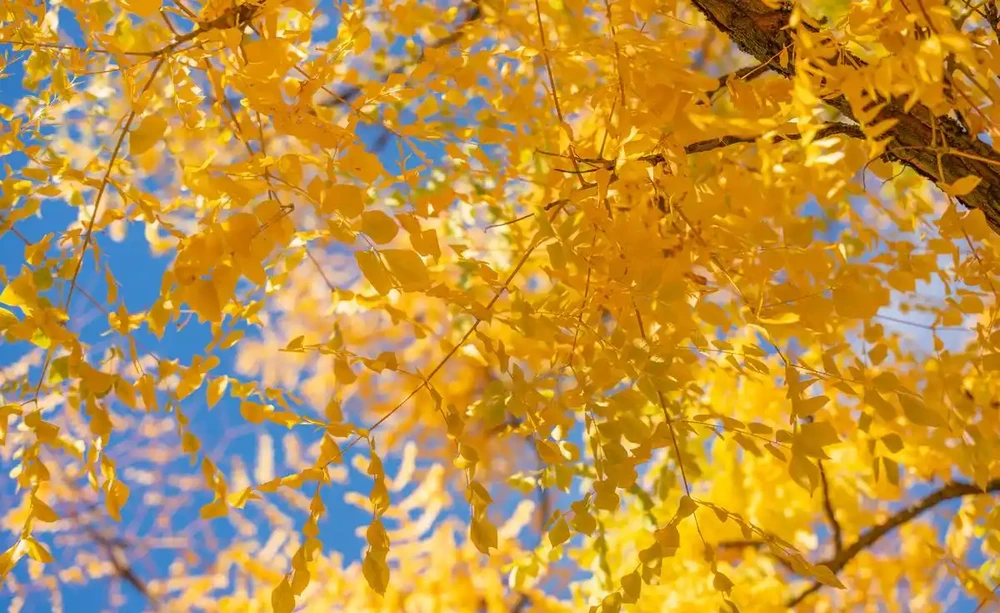 北方庭院種樹指南：選對樹種，四季皆有好風景