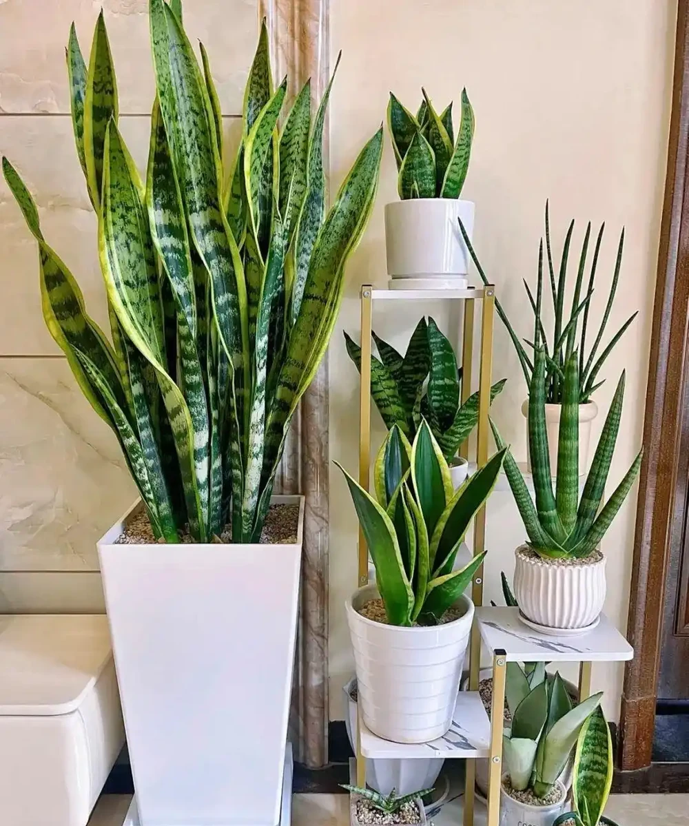 擔心裝修後甲醛殘留？6種花草，既裝點環境還給加層 「防護盾」！