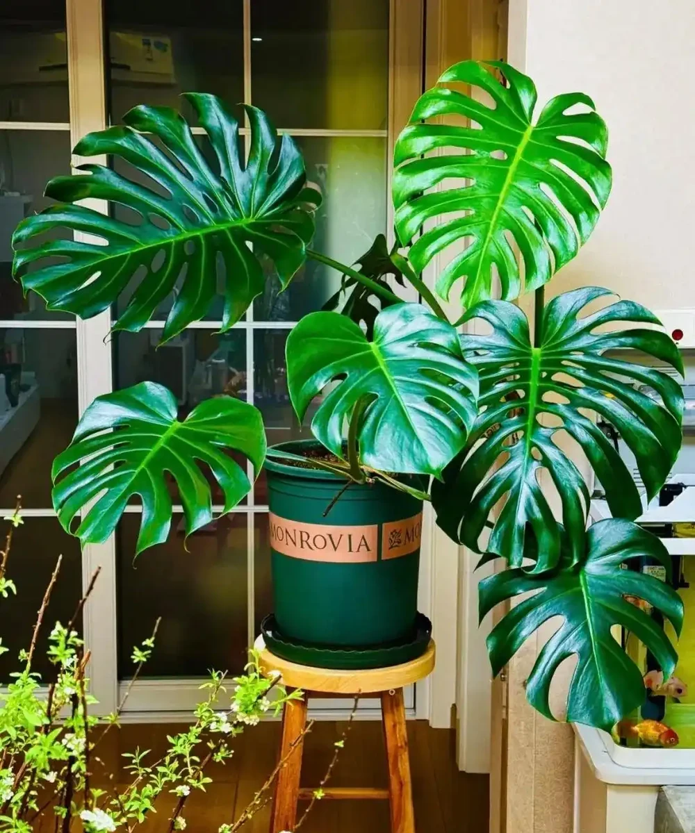 擔心裝修後甲醛殘留？6種花草，既裝點環境還給加層 「防護盾」！
