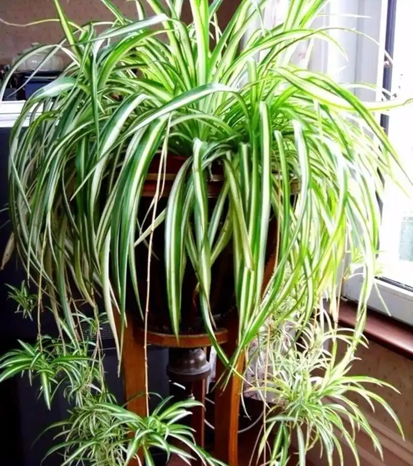 擔心裝修後甲醛殘留？6種花草，既裝點環境還給加層 「防護盾」！