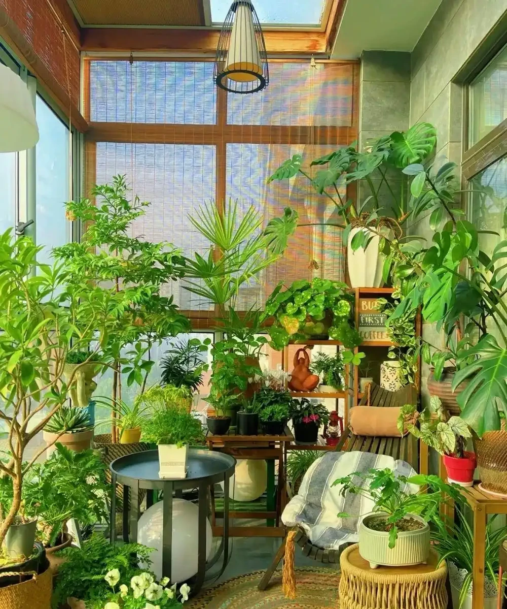 擔心裝修後甲醛殘留？6種花草，既裝點環境還給加層 「防護盾」！