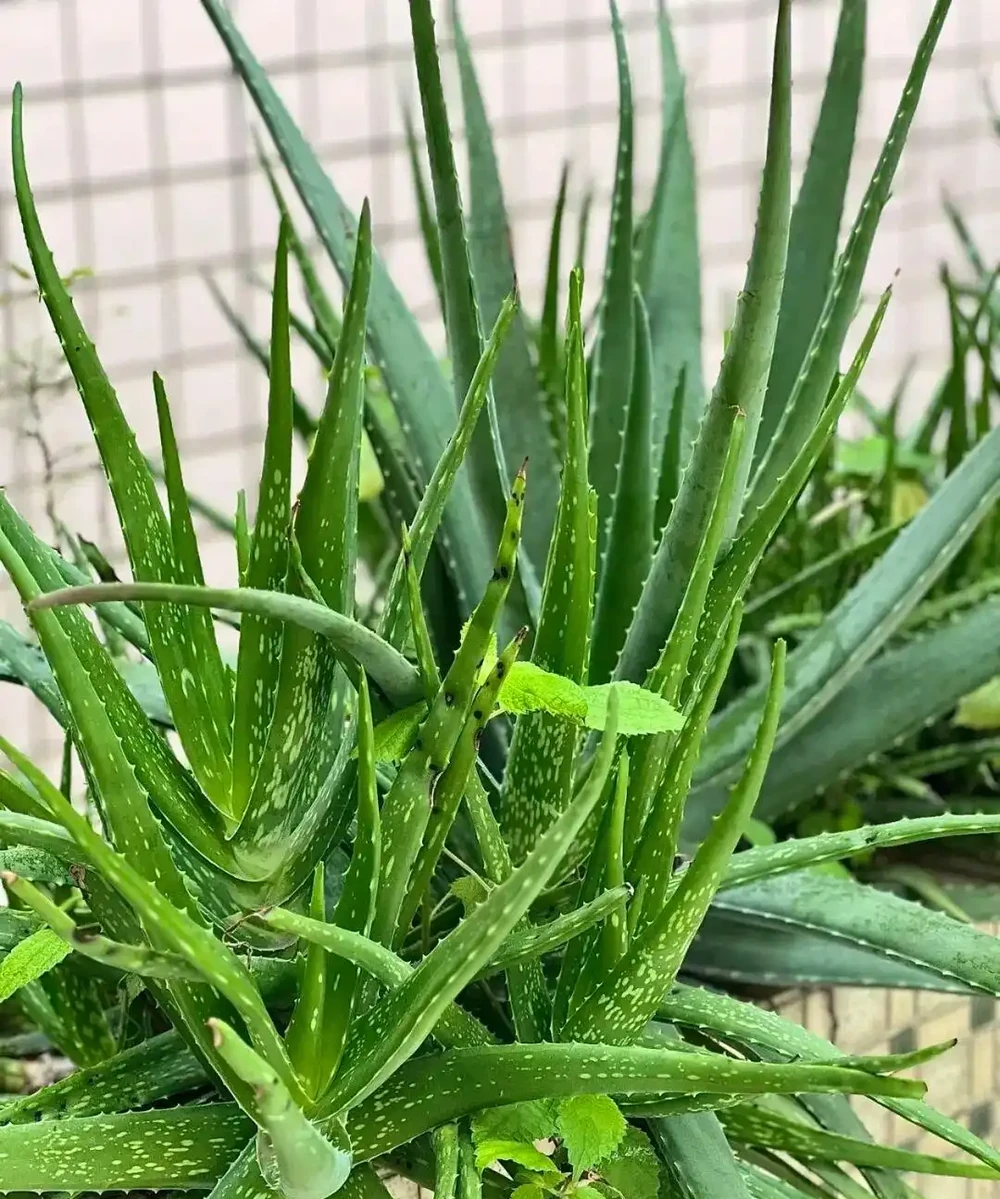 擔心裝修後甲醛殘留？6種花草，既裝點環境還給加層 「防護盾」！