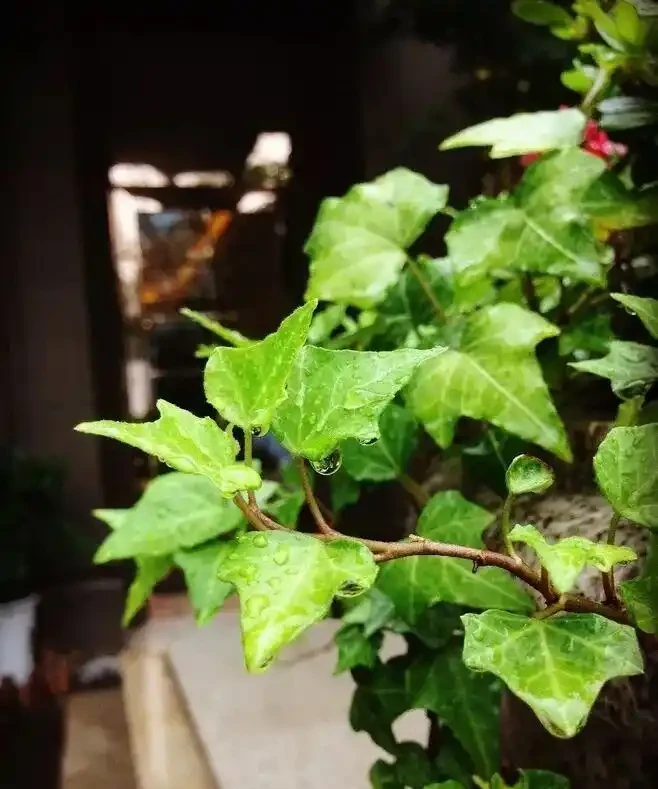 擔心裝修後甲醛殘留？6種花草，既裝點環境還給加層 「防護盾」！