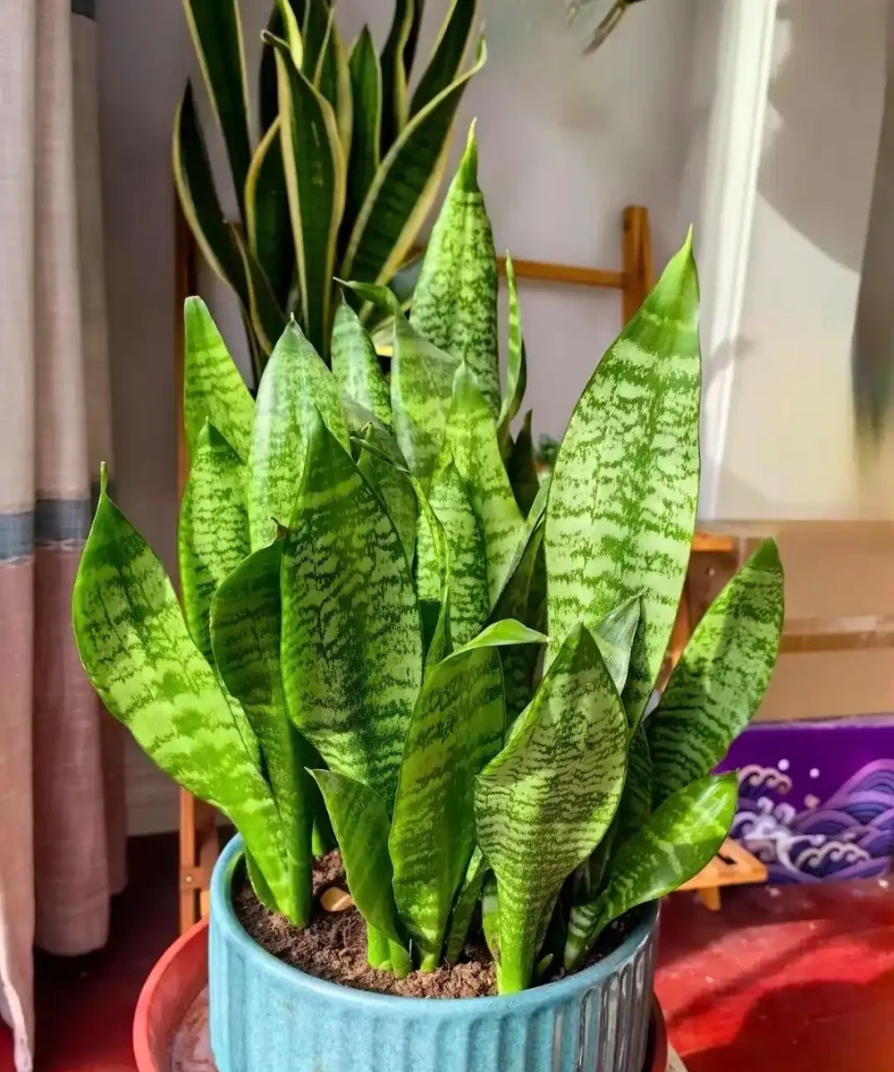 擔心裝修後甲醛殘留？6種花草，既裝點環境還給加層 「防護盾」！