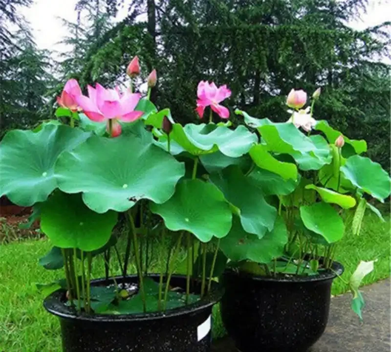 臥室裡適合放什麼植物和花，這些綠植讓你睡眠更香甜！