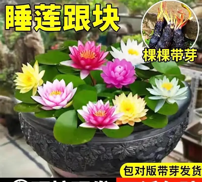 臥室裡適合放什麼植物和花，這些綠植讓你睡眠更香甜！
