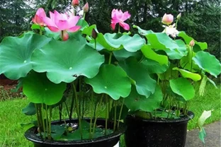 臥室裡適合放什麼植物和花，這些綠植讓你睡眠更香甜！