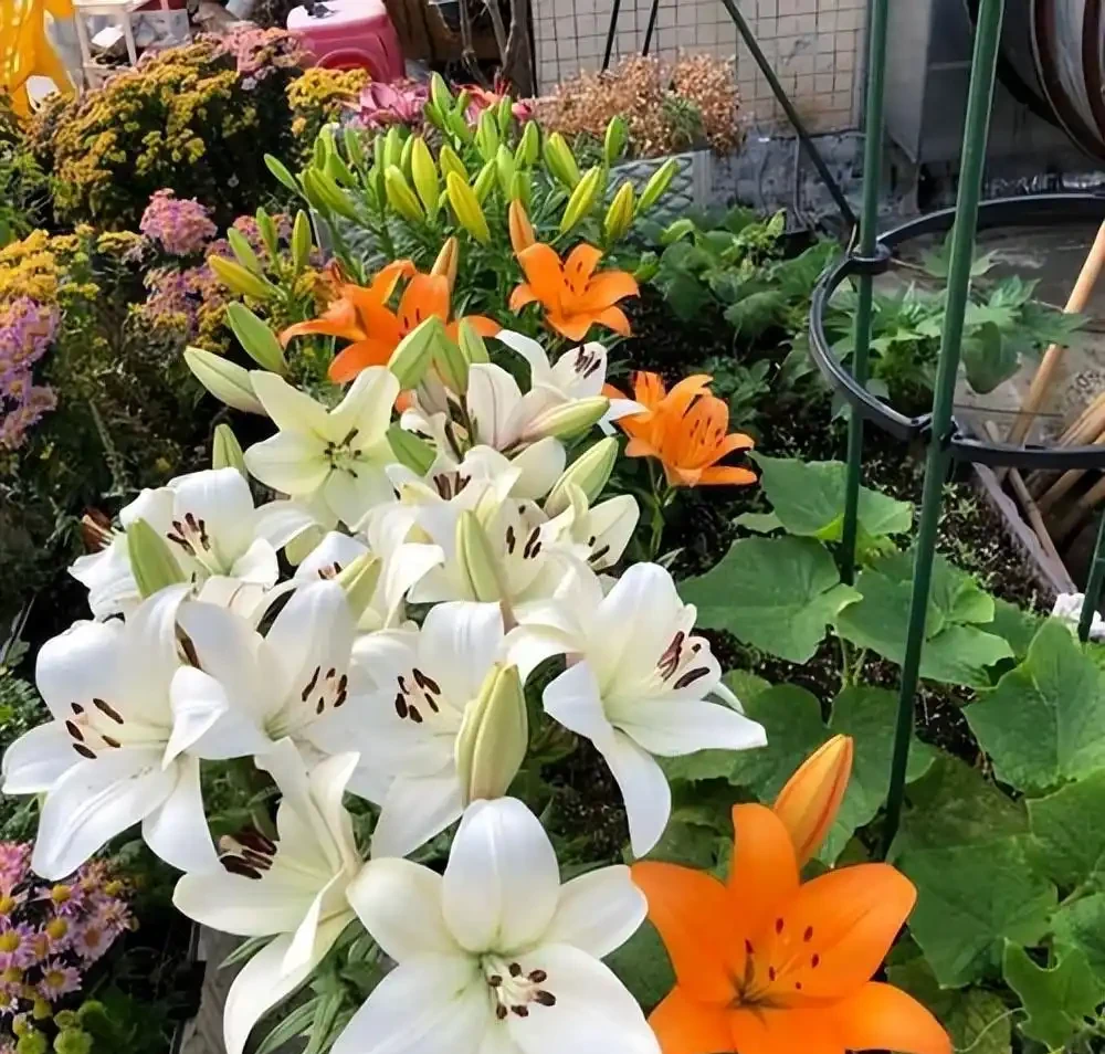 庭院養花選這 8 種!耐寒耐熱好養活,四季有花看,庭院美成小花園