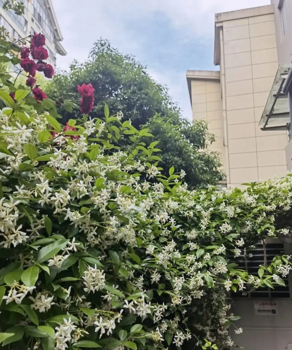 庭院養花選這 8 種!耐寒耐熱好養活,四季有花看,庭院美成小花園