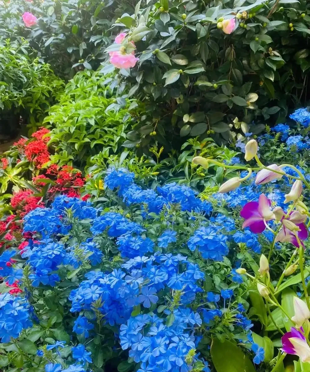 庭院養花選這 8 種!耐寒耐熱好養活,四季有花看,庭院美成小花園