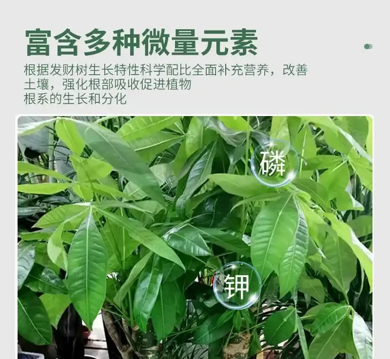 養綠植總是遭遇失敗困境？別愁！這些神奇營養液堪稱「植物救星」，能讓瀕臨枯萎的發財樹起死回生
