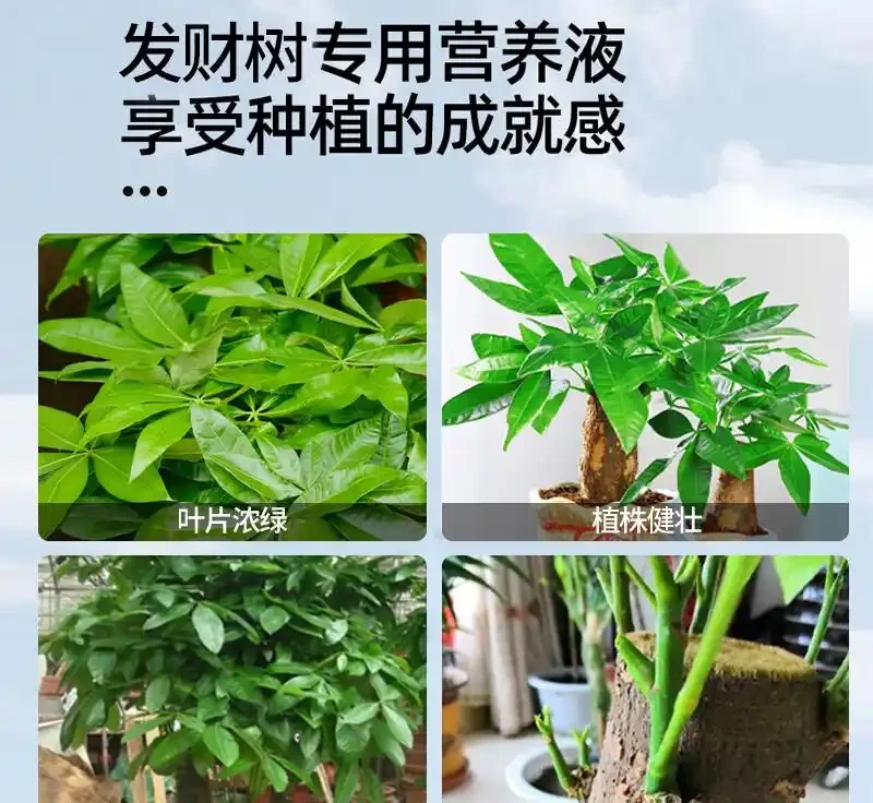 養綠植總是遭遇失敗困境？別愁！這些神奇營養液堪稱「植物救星」，能讓瀕臨枯萎的發財樹起死回生