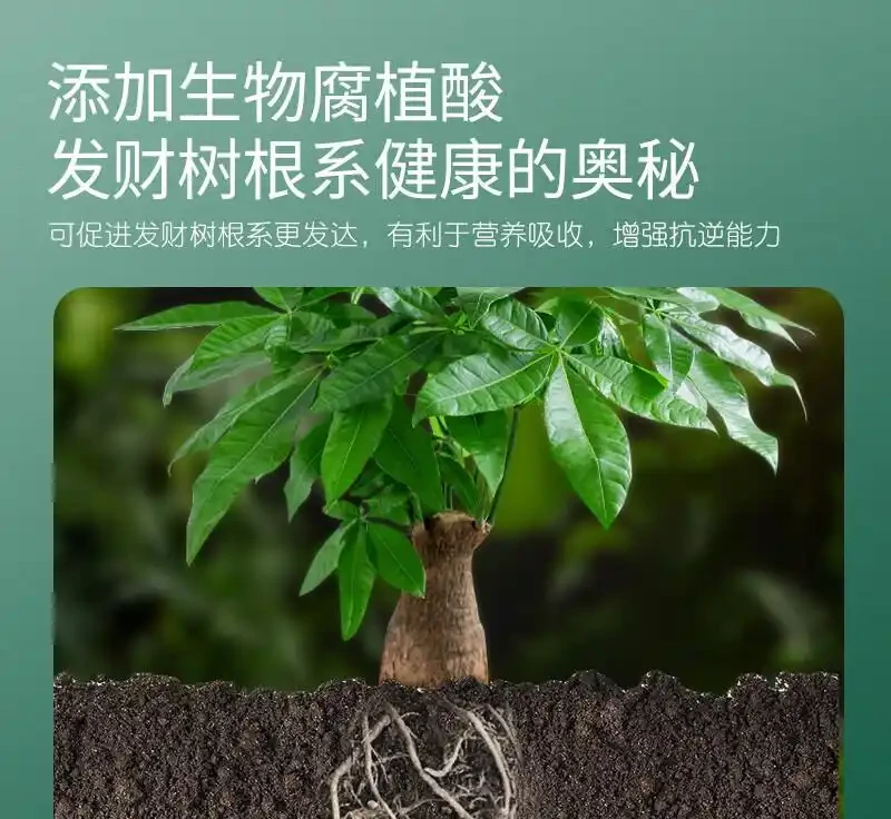 養綠植總是遭遇失敗困境？別愁！這些神奇營養液堪稱「植物救星」，能讓瀕臨枯萎的發財樹起死回生