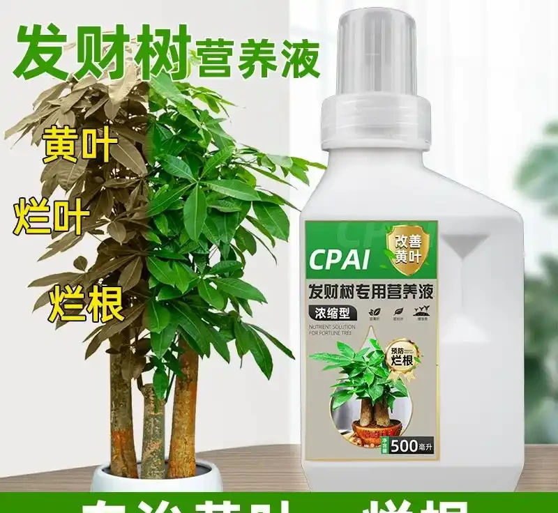 養綠植總是遭遇失敗困境？別愁！這些神奇營養液堪稱「植物救星」，能讓瀕臨枯萎的發財樹起死回生