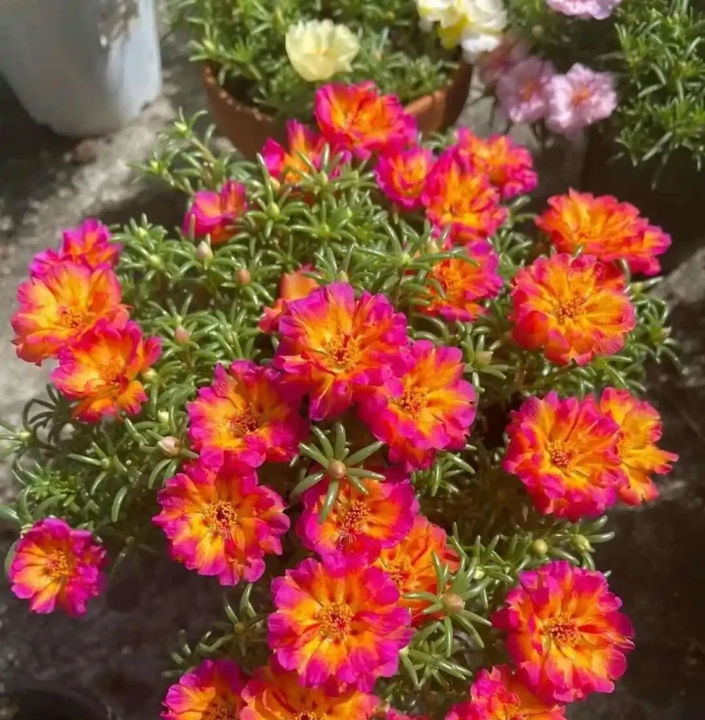 從「雜草」到網紅植物,松葉牡丹為何逆襲成花市新寵?