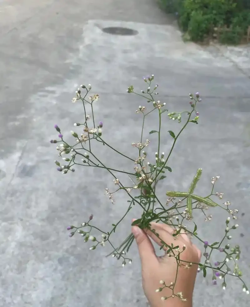 從「雜草」到網紅植物，松葉牡丹為何逆襲成花市新寵？