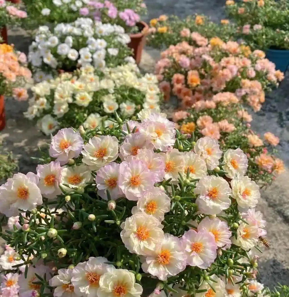 從「雜草」到網紅植物,松葉牡丹為何逆襲成花市新寵?