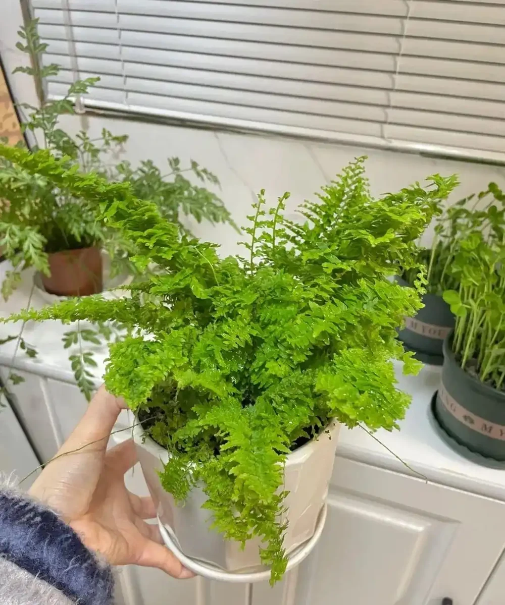 養寵黨也能實現 「綠植自由」!這 5 種安全顏值款,貓啃都不怕
