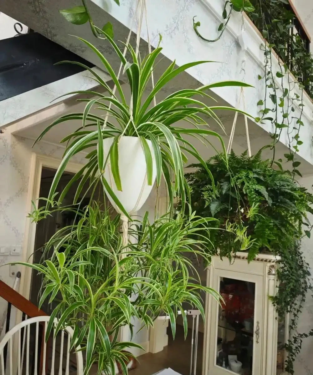 養寵黨也能實現 「綠植自由」!這 5 種安全顏值款,貓啃都不怕