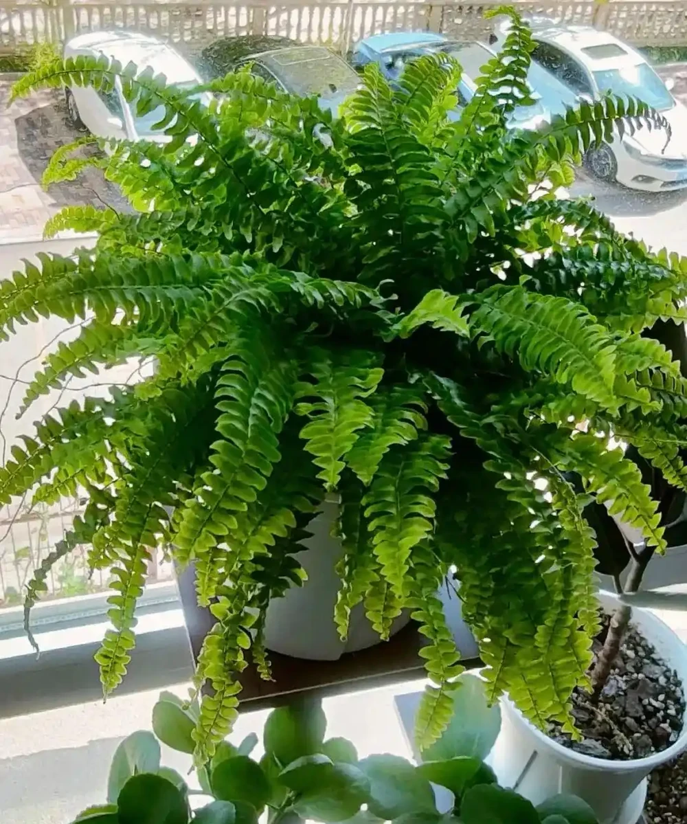 養寵黨也能實現 「綠植自由」!這 5 種安全顏值款,貓啃都不怕