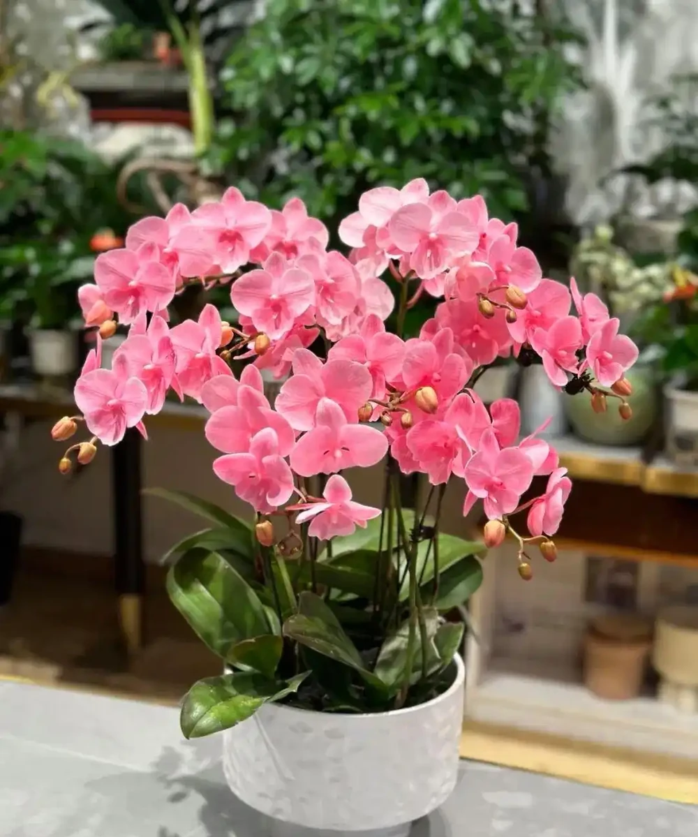 養寵黨也能實現 「綠植自由」!這 5 種安全顏值款,貓啃都不怕