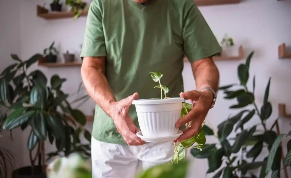 淘米水放幾天澆花最好?掌握發酵時長 + 用法,養花省錢又高效