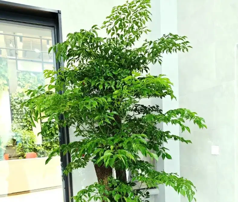 讓幸福樹長勢旺,記住這3點,葉子油綠瘋長,一年長半米!