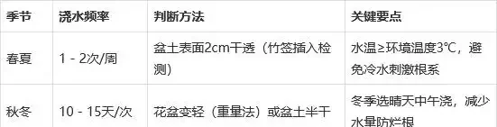 讓幸福樹長勢旺,記住這3點,葉子油綠瘋長,一年長半米!