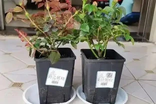 秋冬移植玫瑰小苗，這兩件事千萬別幹，否則白忙活！