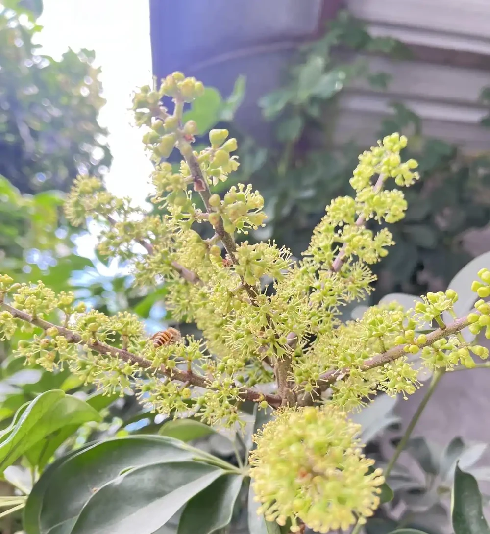 女子吐槽「客廳角落的鴨腳木,悄咪咪地開花了」,網友:破防了!