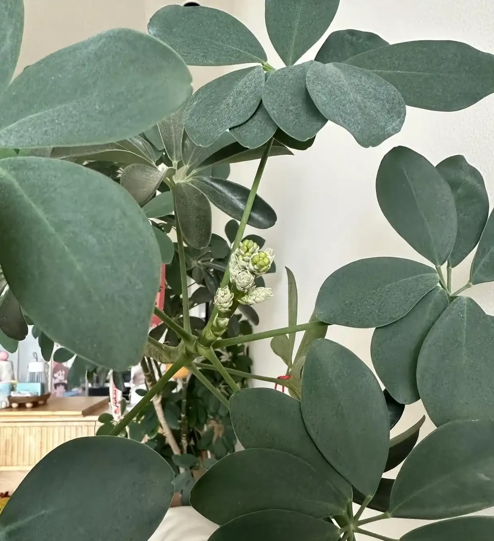 女子吐槽「客廳角落的鴨腳木,悄咪咪地開花了」,網友:破防了!