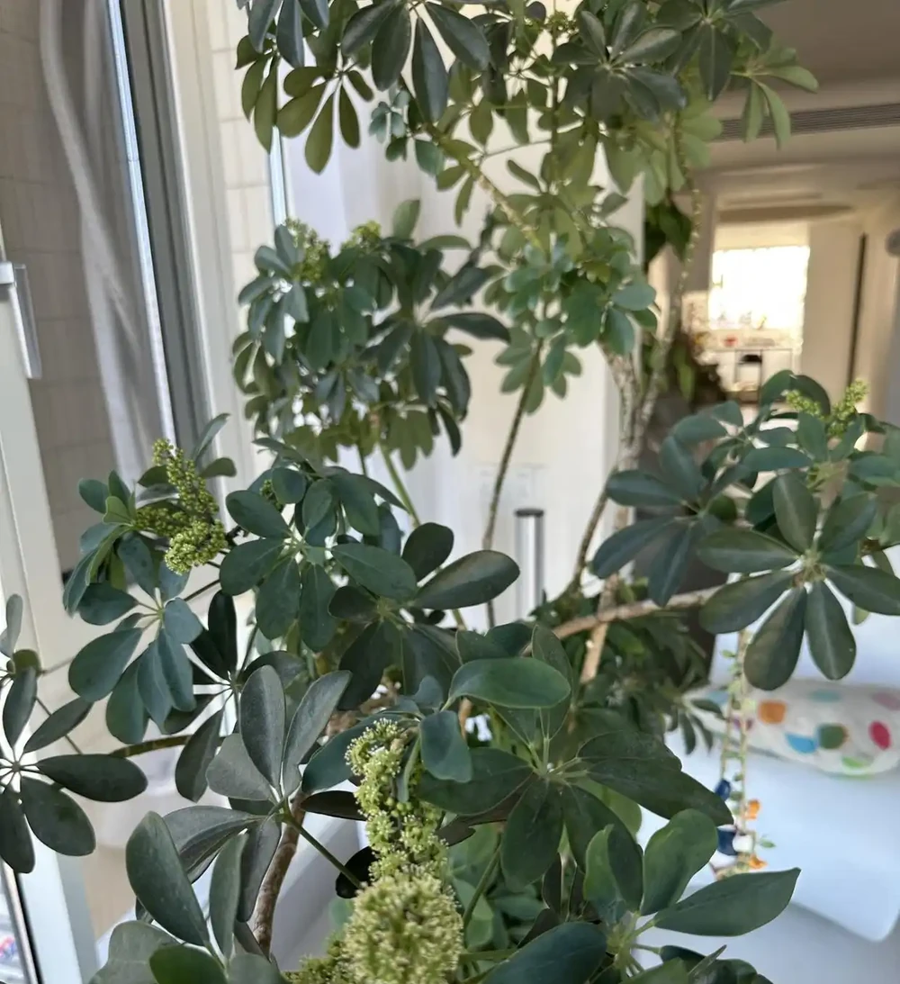 女子吐槽「客廳角落的鴨腳木,悄咪咪地開花了」,網友:破防了!