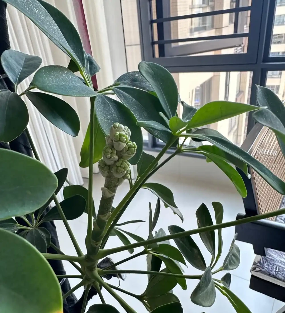 女子吐槽「客廳角落的鴨腳木,悄咪咪地開花了」,網友:破防了!