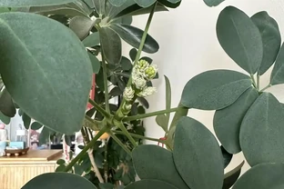 女子吐槽「客廳角落的鴨腳木，悄咪咪地開花了」，網友：破防了！