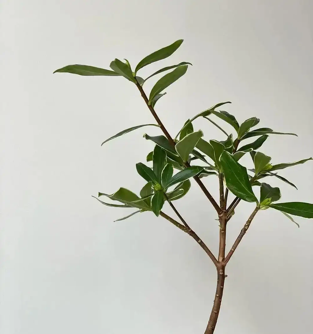 「香花之王」金邊瑞香養失敗很多次?可真不是它嬌貴呀!