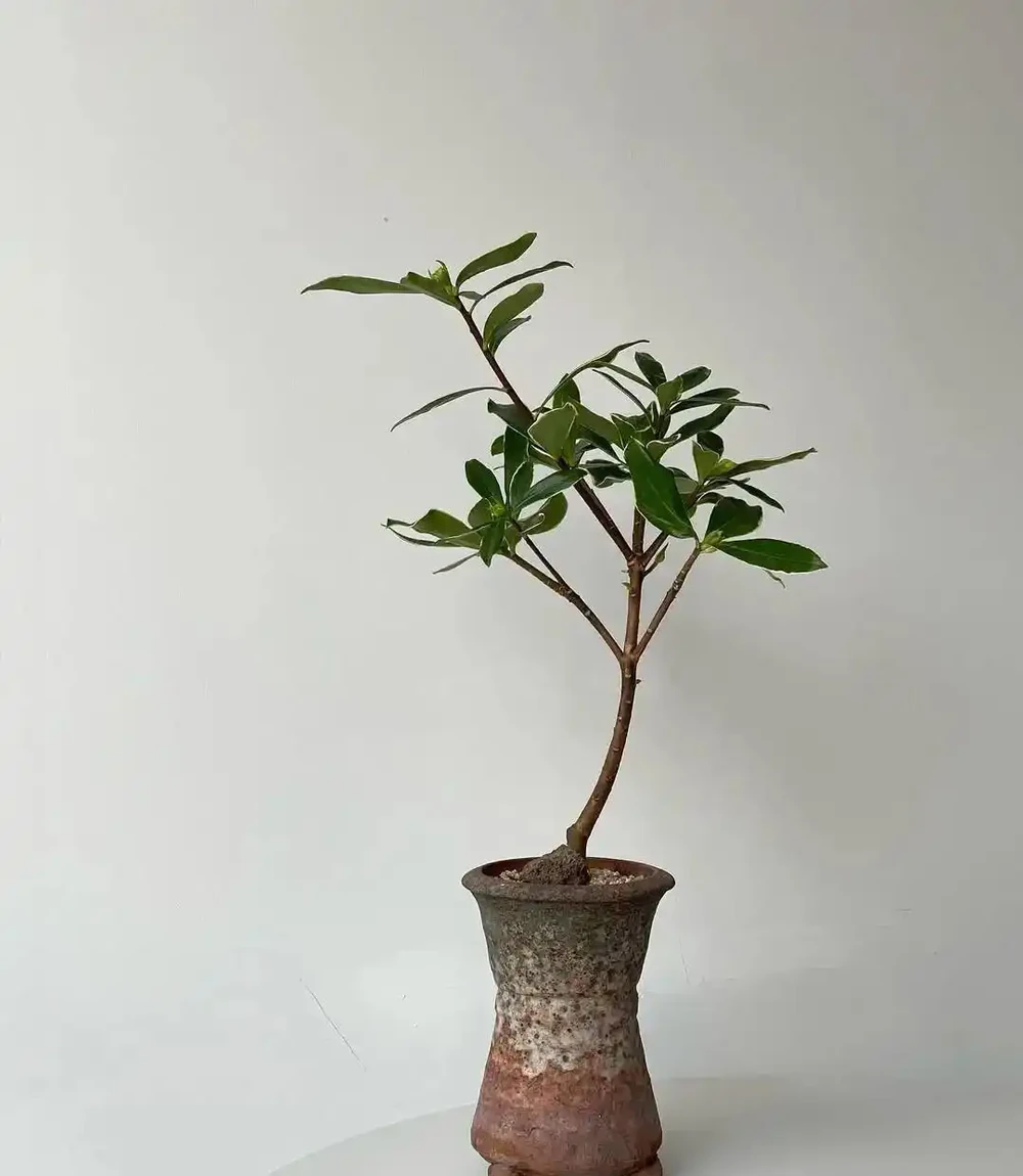「香花之王」金邊瑞香養失敗很多次?可真不是它嬌貴呀!