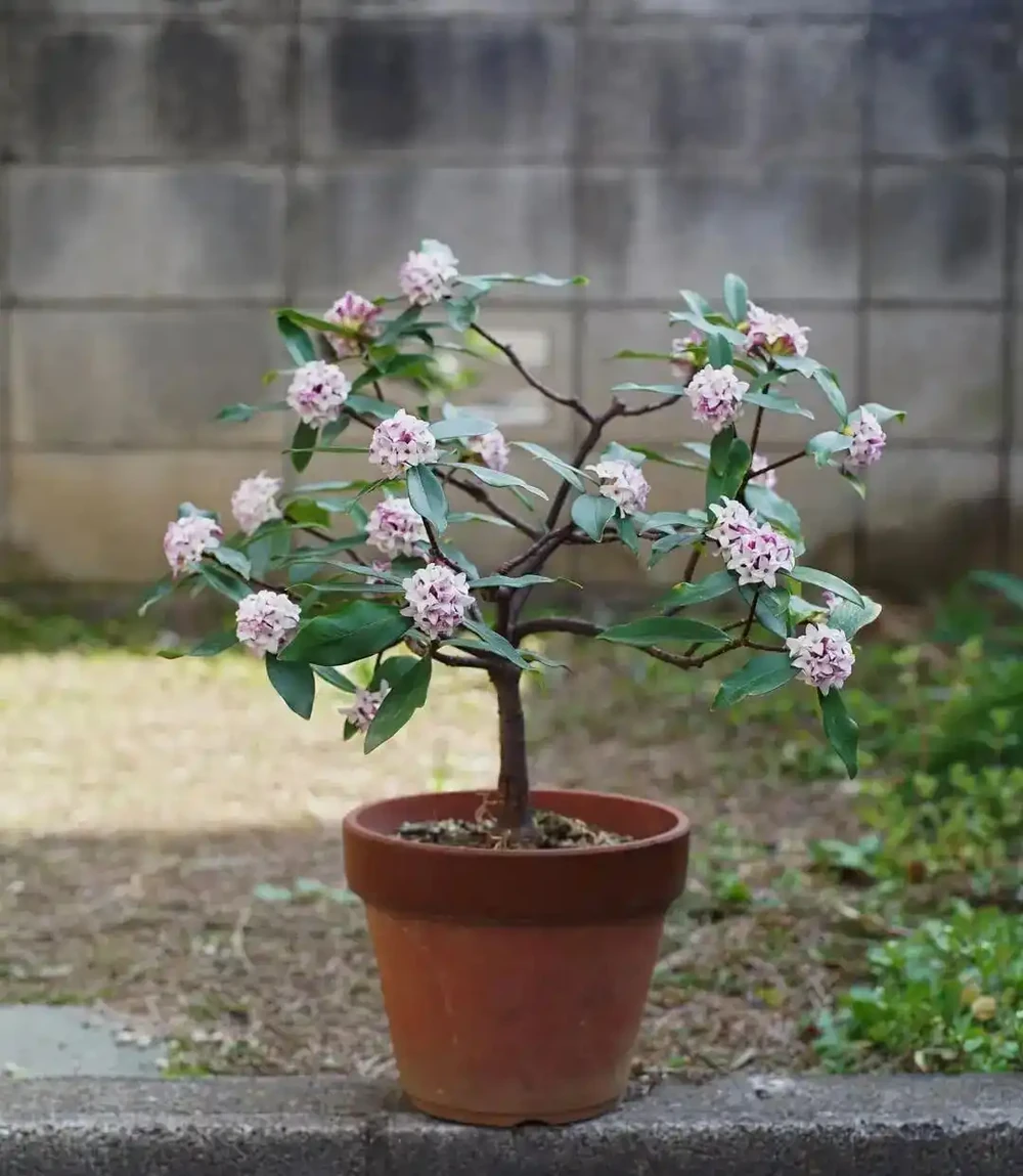 「香花之王」金邊瑞香養失敗很多次?可真不是它嬌貴呀!