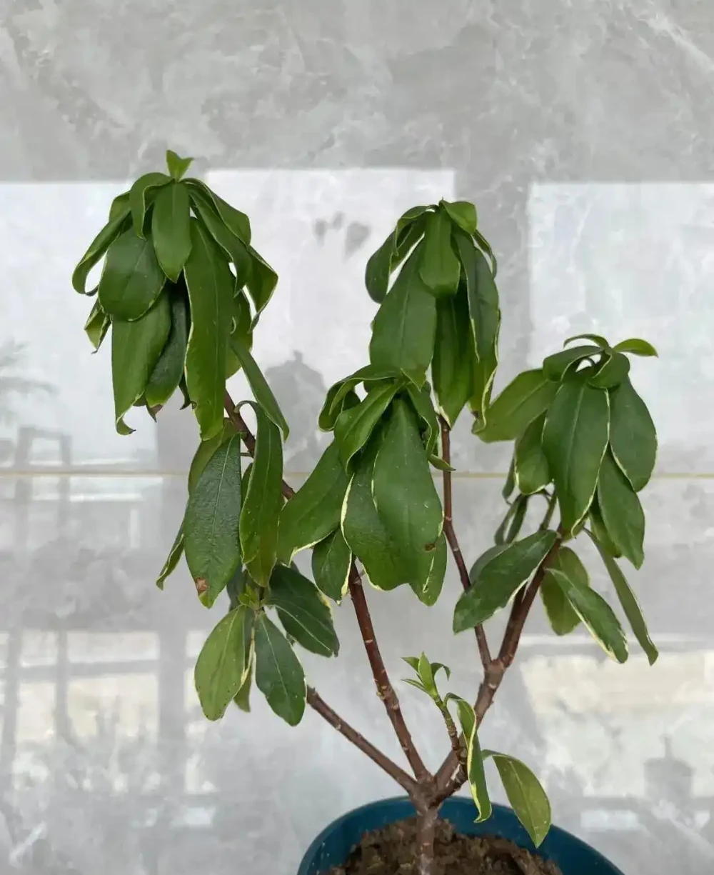 「香花之王」金邊瑞香養失敗很多次?可真不是它嬌貴呀!