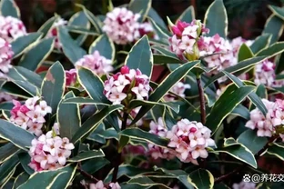 「香花之王」金邊瑞香養失敗很多次？可真不是它嬌貴呀！