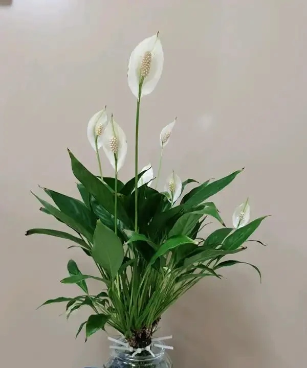 白鶴芋黃葉自救指南:六大誘因精準破解,讓葉片重煥生機