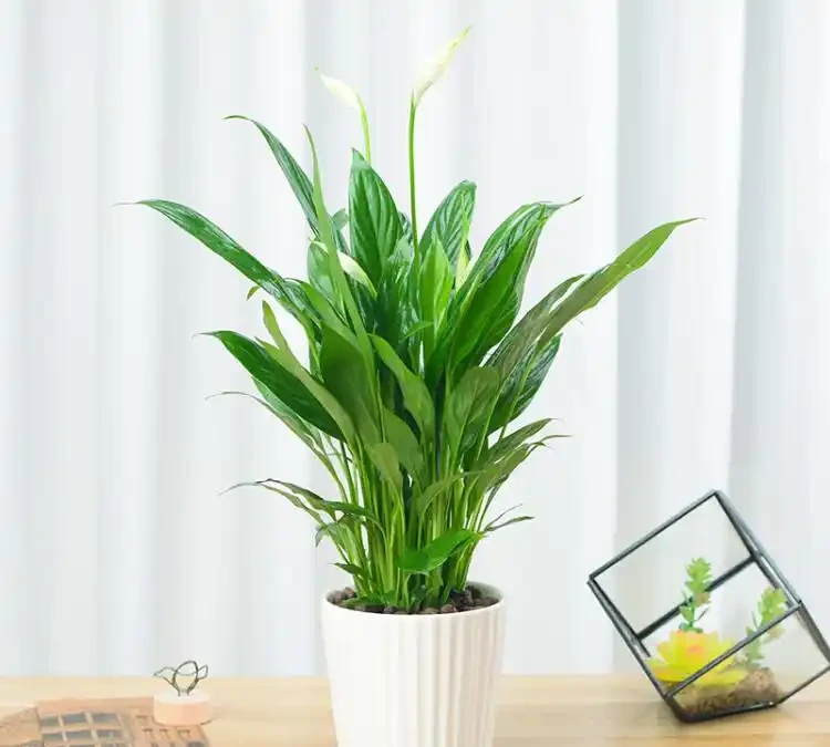 白鶴芋黃葉自救指南:六大誘因精準破解,讓葉片重煥生機