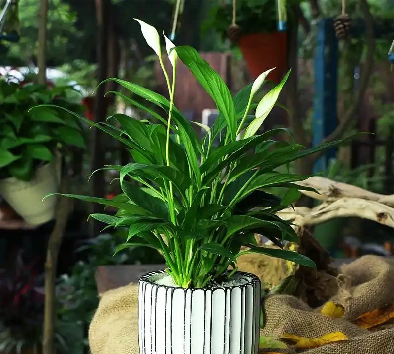 白鶴芋黃葉自救指南:六大誘因精準破解,讓葉片重煥生機