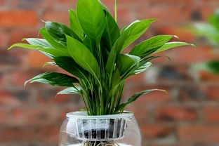白鶴芋黃葉自救指南：六大誘因精準破解，讓葉片重煥生機