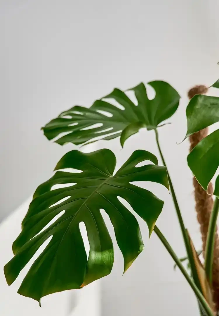 11月養龜背芋，掌握施肥技巧，葉子油綠不腐根，新葉快速開背！