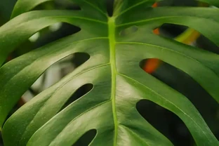 11月養龜背芋，掌握施肥技巧，葉子油綠不腐根，新葉快速開背！