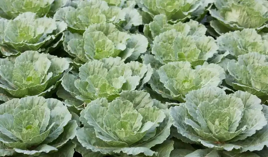 冬天養花怕凍壞?8 種耐寒花草,零下 5℃也能活