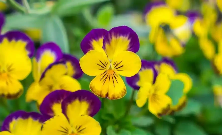 冬天養花怕凍壞?8 種耐寒花草,零下 5℃也能活
