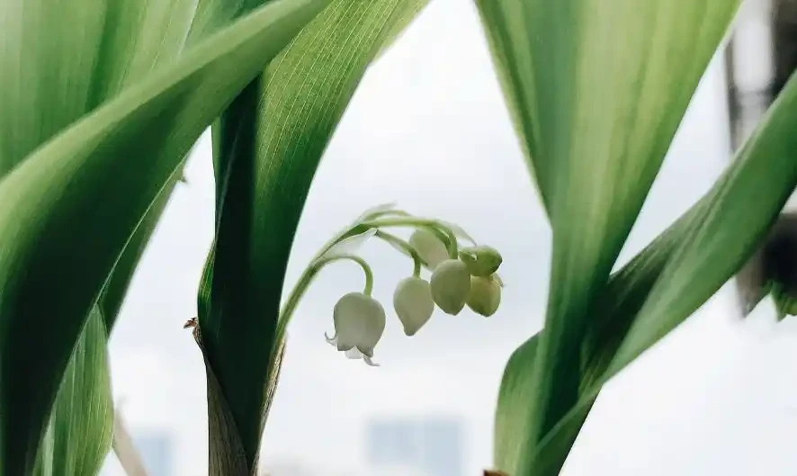 冬天養花怕凍壞?8 種耐寒花草,零下 5℃也能活