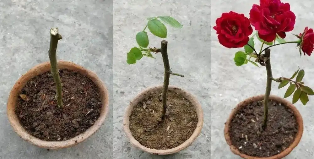 玫瑰繁殖全攻略:六種方法讓你的花園玫瑰滿盆